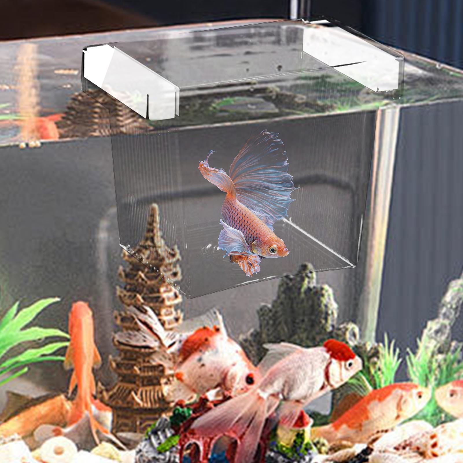 Viskweekbox, drijvende aquariu - Aquarium Fish Betta recensie en prijs